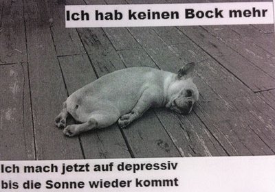 Fauler hund.jpg