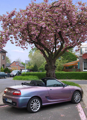 cherry_blossom.jpg